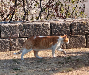 Stadtmauer-Katzen