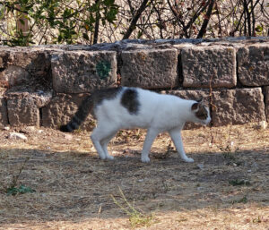 Stadtmauer-Katzen
