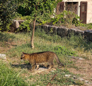 Stadtmauer-Katzen