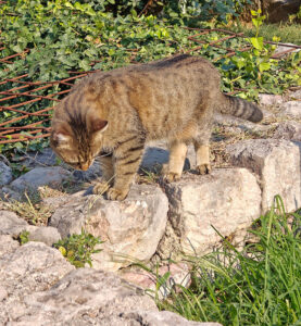 Stadtmauer-Katzen