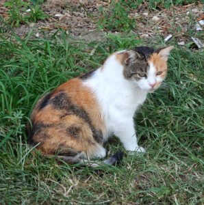 Stadtmauer-Katzen