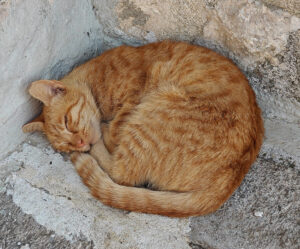 Stadtmauer-Katzen