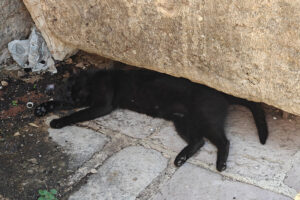 Stadtmauer-Katzen