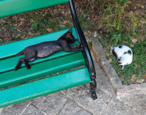 Katzenpark