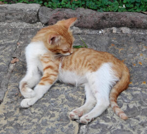 Katzenpark