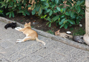 Katzenpark