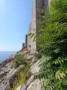 Blick zur Stadtmauer