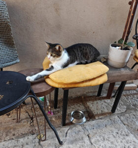 Katzen von Korcula