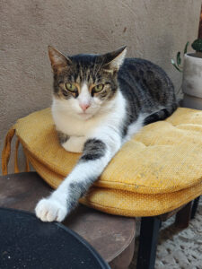 Katzen von Korcula