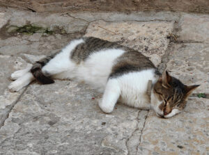 Katzen von Korcula