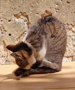 Katzen von Korcula
